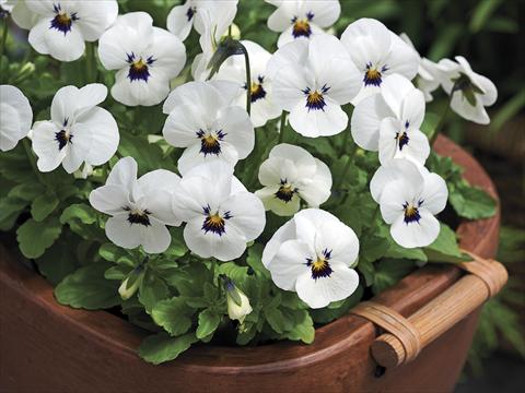 Photos von Blumenvarianten benutzt als: Topf und Beet Viola cornuta Penny White Blotch