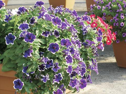 Photos von Blumenvarianten benutzt als: Topf, Beet, Terrasse, Ampel Petunia Happy Evita