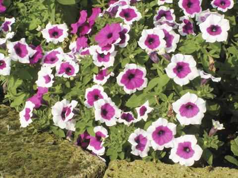 Photos von Blumenvarianten benutzt als: Topf, Beet, Terrasse, Ampel Petunia Happy Gal