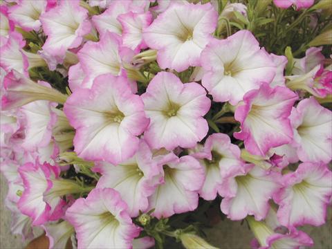 Photos von Blumenvarianten benutzt als: Topf, Beet, Terrasse, Ampel Petunia Happy mini Nir