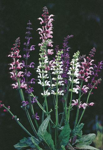 Photos von Blumenvarianten benutzt als: Beet- / Rabattenpflanze Salvia pratensis Ballett-Serie Meadow Ballet Blend