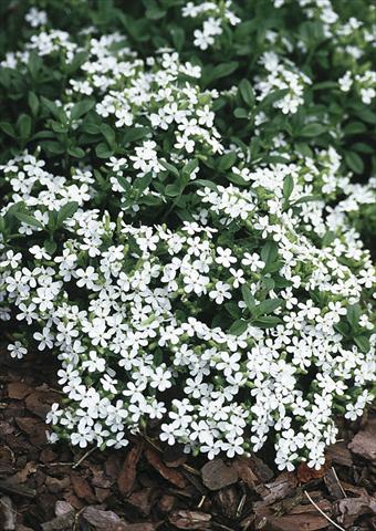 Photos von Blumenvarianten benutzt als: Beet- / Rabattenpflanze Saponaria ocymoides Snow Tip