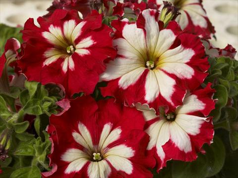 Photos von Blumenvarianten benutzt als: Topf, Beet, Terrasse, Ampel Petunia x hybrida Can Can Harlequin Cherry Rose