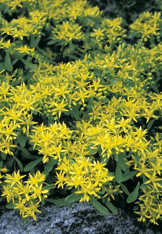 Photos von Blumenvarianten benutzt als: Beet- / Rabattenpflanze Sedum hybridum Czars Gold