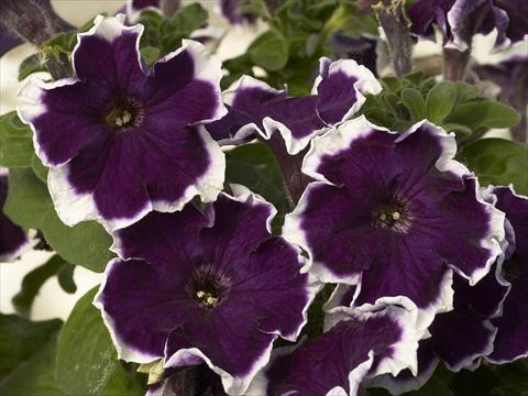 Photos von Blumenvarianten benutzt als: Topf und Beet Petunia x hybrida Kaliffo Picotee Blue
