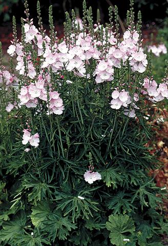 Photos von Blumenvarianten benutzt als: Beet- / Rabattenpflanze Sidalcea malviflora Rosaly