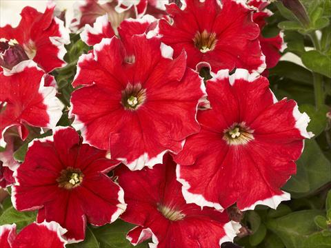 Photos von Blumenvarianten benutzt als: Topf und Beet Petunia x hybrida Kaliffo Picotee Red