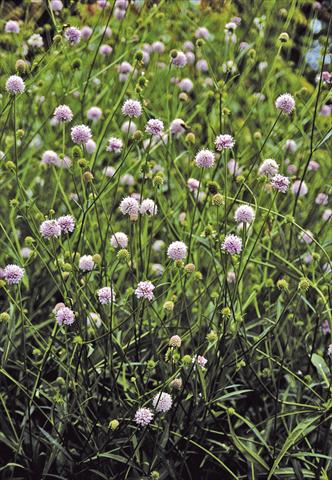 Photos von Blumenvarianten benutzt als: Beet- / Rabattenpflanze Succisella inflexa Frosted Pearls