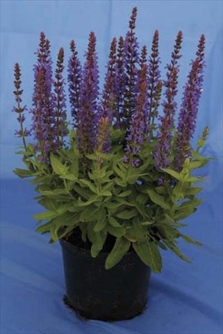 Photos von Blumenvarianten benutzt als: Topf und Beet Salvia nemorosa Sensation Dark Blue Improved