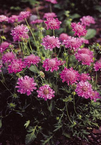 Photos von Blumenvarianten benutzt als: Topf und Beet Scabiosa columbaria Pincushion Pink