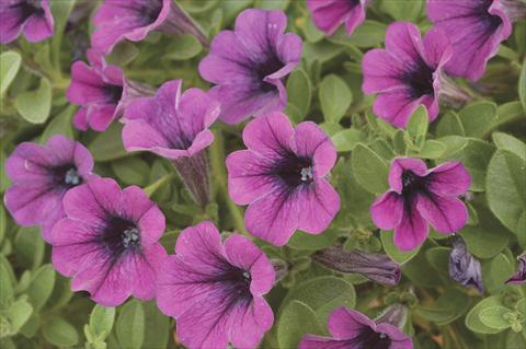 Photos von Blumenvarianten benutzt als: Topf, Beet, Terrasse, Ampel Petunia x hybrida Littletunia Purple