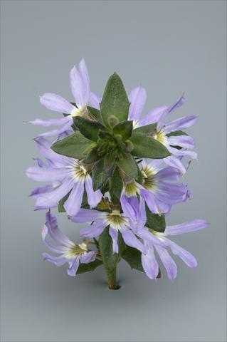 Photos von Blumenvarianten benutzt als: Topf, Beet, Terrasse, Ampel Scaevola aemula Surdiva Light Blue