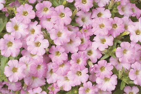 Photos von Blumenvarianten benutzt als: Topf, Beet, Terrasse, Ampel Petunia x hybrida Littletunia Sweet Pink