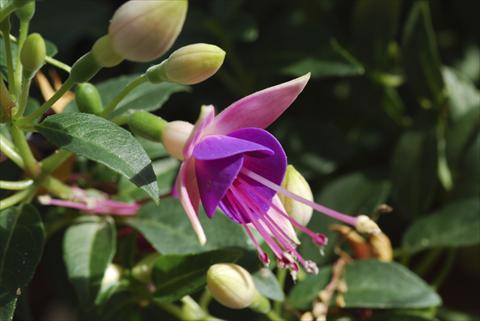 Photos von Blumenvarianten benutzt als: Topf Fuchsia Shadowdancer™ Martha