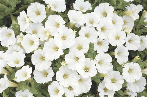 Photos von Blumenvarianten benutzt als: Topf, Beet, Terrasse, Ampel Petunia x hybrida Littletunia White