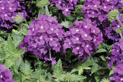 Photos von Blumenvarianten benutzt als: Topf und Beet Verbena Shangri-La® Blue