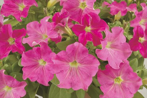 Photos von Blumenvarianten benutzt als: Topf, Beet, Terrasse, Ampel Petunia x hybrida Ray Pink Ray