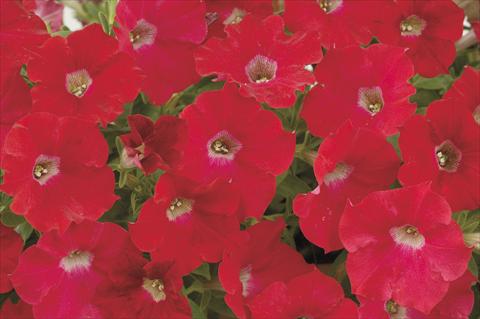 Photos von Blumenvarianten benutzt als: Topf, Beet, Terrasse, Ampel Petunia x hybrida Red Ray