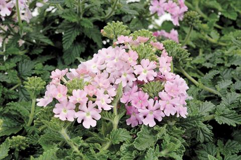 Photos von Blumenvarianten benutzt als: Topf und Beet Verbena Shangri-La® Pink