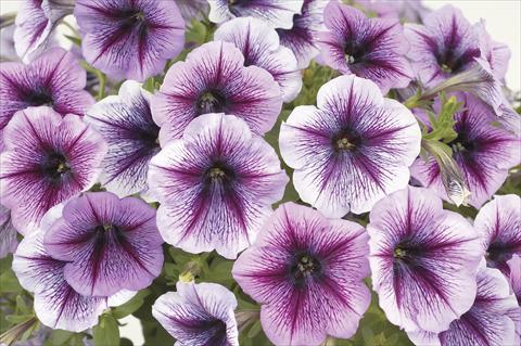 Photos von Blumenvarianten benutzt als: Topf, Beet, Terrasse, Ampel Petunia x hybrida Ray Purple Vein Ray