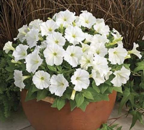 Photos von Blumenvarianten benutzt als: Topf, Beet, Terrasse Petunia milliflora Piccobella F1 White