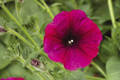 Photos von Blumenvarianten benutzt als: Topf, Beet, Terrasse, Ampel Petunia pendula Sanguna® Burgundy