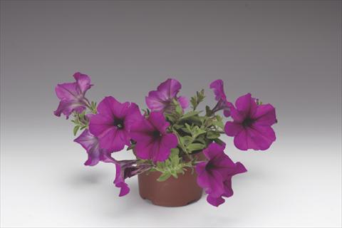 Photos von Blumenvarianten benutzt als: Topf, Beet, Terrasse, Ampel Petunia pendula Deep Purple Plush F1