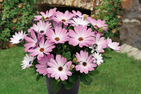 Photos von Blumenvarianten benutzt als: Topf, Beet, Terrasse, Ampel Osteospermum Springstar Pink
