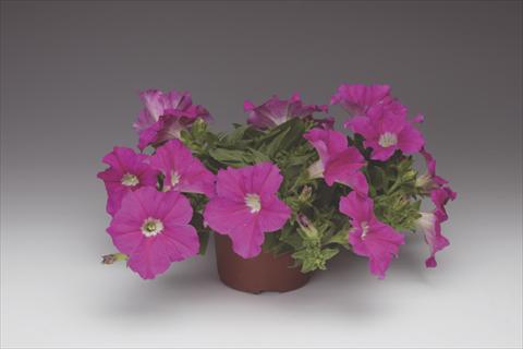 Photos von Blumenvarianten benutzt als: Topf, Beet, Terrasse, Ampel Petunia pendula Sanguna® Hot Rose