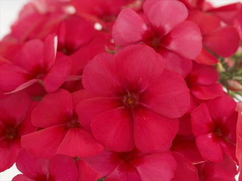 Photos von Blumenvarianten benutzt als: Topf und Beet Phlox Primavera Cherry Rose With Eye