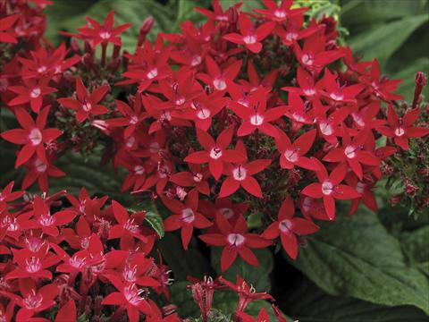 Photos von Blumenvarianten benutzt als: Topf und Beet Pentas lanceolata Starla Red Imp