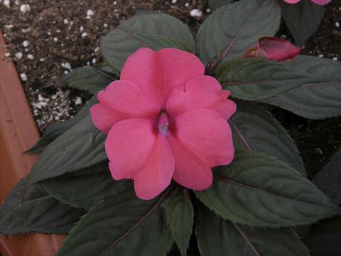 Photos von Blumenvarianten benutzt als: Topf und Beet Impatiens N. Guinea SunPatiens® Compact Rose