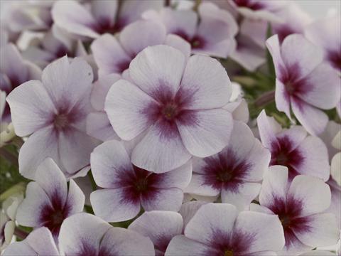 Photos von Blumenvarianten benutzt als: Topf und Beet Phlox Primavera White With Purple Eye
