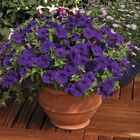 Photos von Blumenvarianten benutzt als: Topf und Beet Petunia milliflora Picobella Blue