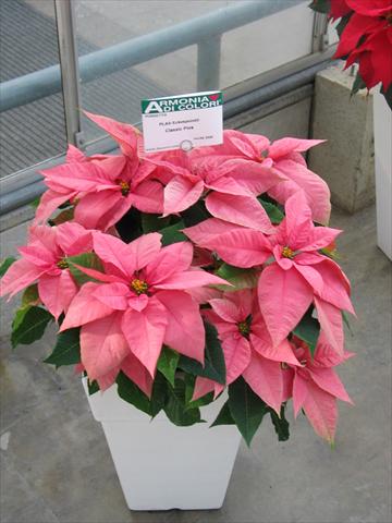 Photos von Blumenvarianten benutzt als: Topf Poinsettia - Euphorbia pulcherrima Classic Pink