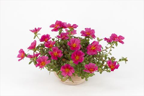 Photos von Blumenvarianten benutzt als: Topf, Beet, Terrasse, Ampel Portulaca Duna® Magenta