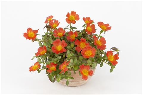 Photos von Blumenvarianten benutzt als: Topf, Beet, Terrasse, Ampel Portulaca Duna® Orange