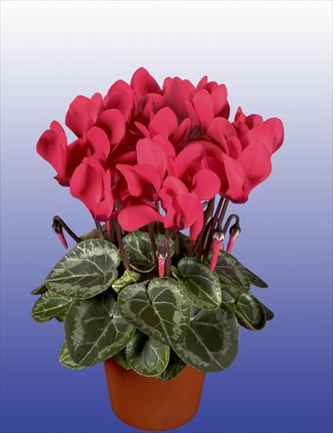 Photos von Blumenvarianten benutzt als: Topf, Terrasse, Ampel. Cyclamen persicum Super Serie® Verano® F1 Dark Salmon Pink