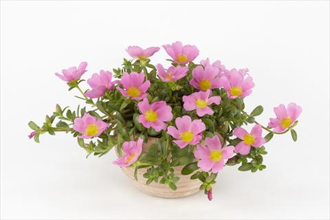 Photos von Blumenvarianten benutzt als: Topf, Beet, Terrasse, Ampel Portulaca Duna® Pink