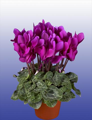 Photos von Blumenvarianten benutzt als: Topf, Terrasse, Ampel. Cyclamen persicum Super Serie® Verano® F1 Dark Violet