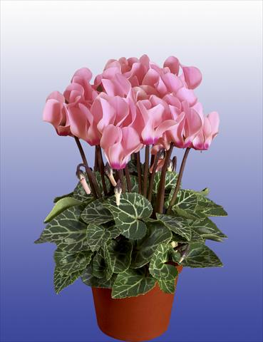 Photos von Blumenvarianten benutzt als: Topf, Terrasse, Ampel. Cyclamen persicum Super Serie® Verano® F1 Light Salmon Pink
