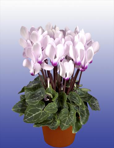Photos von Blumenvarianten benutzt als: Topf, Terrasse, Ampel. Cyclamen persicum Super Serie® Verano® F1 Light with Eye