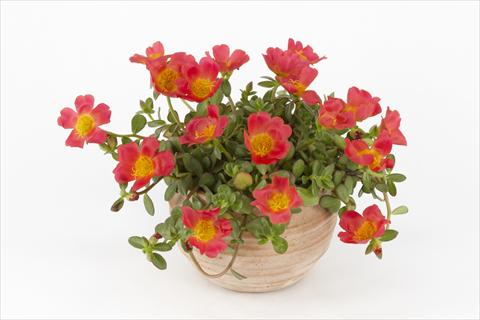 Photos von Blumenvarianten benutzt als: Topf, Beet, Terrasse, Ampel Portulaca Duna® Red