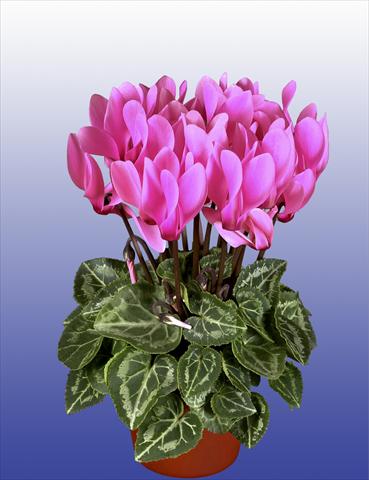 Photos von Blumenvarianten benutzt als: Topf, Terrasse, Ampel. Cyclamen persicum Super Serie® Verano® F1 Neon Pink