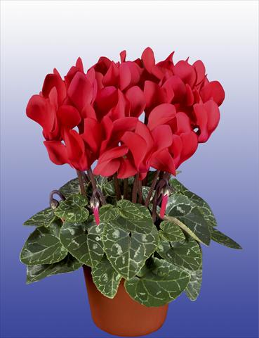 Photos von Blumenvarianten benutzt als: Topf Cyclamen persicum Super Serie® Verano® F1 Red