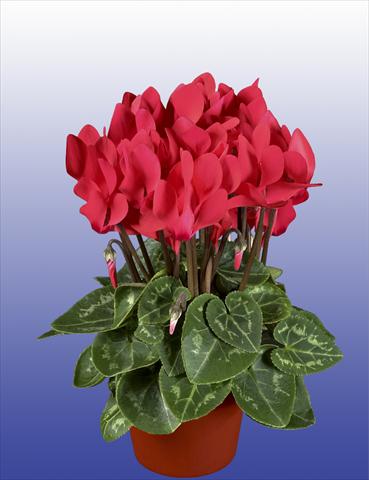 Photos von Blumenvarianten benutzt als: Topf, Terrasse, Ampel. Cyclamen persicum Super Serie® Verano® F1 Salmon Red