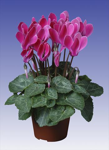 Photos von Blumenvarianten benutzt als: Topf, Terrasse, Ampel. Cyclamen persicum Super Serie® Verano® F1 Wine Red Flamed
