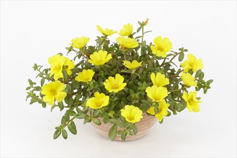Photos von Blumenvarianten benutzt als: Topf, Beet, Terrasse, Ampel Portulaca Duna® Yellow