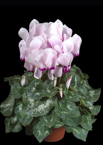 Photos von Blumenvarianten benutzt als: Topf Cyclamen persicum Super Serie® XL® F1 Light with Eye