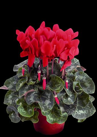 Photos von Blumenvarianten benutzt als: Topf Cyclamen persicum Super Serie® XL® F1